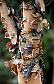 BETULA NIGRA,  BIRCH TREE,  BARK