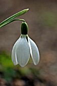 GALANTHUS PLICATUS SSP BYZANTINUS,  SNOWDROP,  WINTER