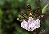 ZYGOPETALUM CRINITUM X ADVANCE AUSTRALIA (ORCHID)