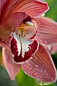 CYMBIDIUM SANDRIDGE TORCH,  ORCHID