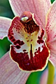 CYMBIDIUM LOCH HELIAN,  ORCHID,  CLOSE UP