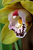 CYMBIDIUM STRATHMORE RAINBOW COOKSBRIDGE GREENGEM,  ORCHID