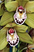 CYMBIDIUM STRATHMORE RAINBOW COOKSBRIDGE GREENGEM (ORCHID)