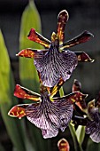 ZYGOPETALUM WARRINGAL WONDER,  ORCHID