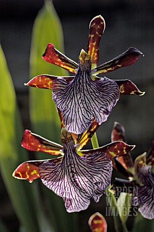 ZYGOPETALUM_WARRINGAL_WONDER__ORCHID