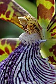 ZYGOPETALUM WARRINGAL WONDER,  ORCHID