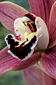 CYMBIDIUM KINGSDOWN,  ORCHID