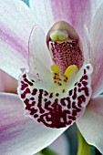 CYMBIDIUM GLENEAGLES COOKSBRIDGE DELIGHT,  ORCHID