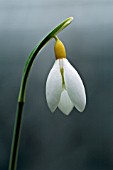 GALANTHUS PLICATUS WENDYS GOLD,  SNOWDROP,  WINTER