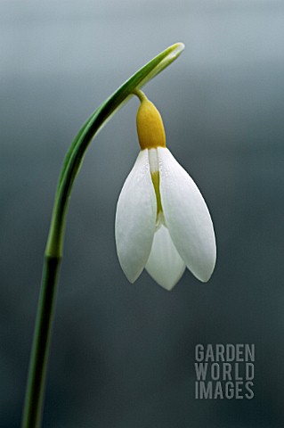 GALANTHUS_PLICATUS_WENDYS_GOLD__SNOWDROP__WINTER