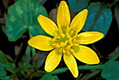 RANUNCULUS FICARIA,  BUTTERCUP,  LESSER CELANDINE,  FLOWER