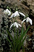 GALANTHUS LAGODECHIANUS,  SNOWDROP,  WINTER