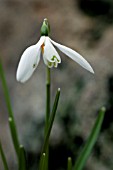 GALANTHUS LAGODECHIANUS,  SNOWDROP,  FEBRUARY