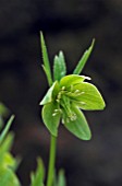 HELLEBORUS MULTIFIDUS,  HELLEBORE,  GREEN FLOWER,  MARCH