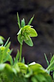 HELLEBORUS MULTIFIDUS,  HELLEBORE,  GREEN FLOWER,  MARCH