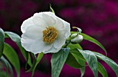 PAEONIA EMODI