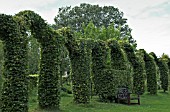 BEECH ARCHES