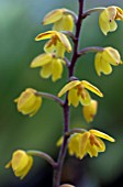 POLYSTACHYA PUBESCENS,  ORCHID