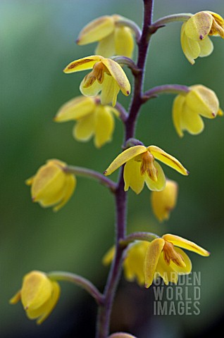 POLYSTACHYA_PUBESCENS__ORCHID