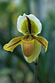 PAPHIOPEDILUM DRURYI,  ORCHID