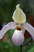 PAPHIOPEDILUM DEPERLE,  ORCHID