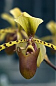 PAPHIOPEDILUM LOWII VAR LOWII,  ORCHID