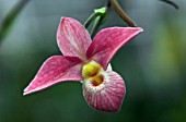 PHRAGMIPEDIUM HANNE,  ORCHID