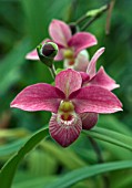 PHRAGMIPEDIUM HANNE,  ORCHID