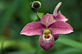 PHRAGMIPEDIUM HANNE,  ORCHID