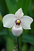 PAPHIOPEDILUM DELENATII GUILLAUMIN,  ORCHID