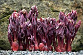 PAEONIA TURCICA,  PEONY,  NEW SHOOTS,  MARCH