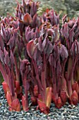 PAEONIA TURCICA,  PEONY,  NEW SHOOTS,  MARCH