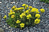 SAXIFRAGA SANCTA SUBSP SANCTA,  SAXIFRAGA JUNIPERIFOLIA,  SAXIFRAGE,  ALPINE PLANT