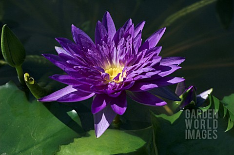 NYMPHAEA_KING_OF_SIAM