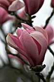 MAGNOLIA SPRENGERI VAR DIVA,  MARCH