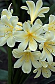 CLIVIA VICO YELLOW