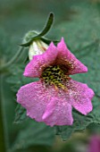 REHMANNIA ANGULATA,  R ELATA,  CHINESE FOXGLOVE