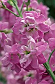 MATTHIOLA INCANA,  GILLYFLOWER,  STOCK,  PINK FLOWERS