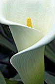 ZANTEDESCHIA AETHIOPICA,  ARUM LILY