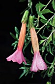 CANTUA BUXIFOLIA (MAGIC FLOWEER,  SACRED FLOWER OF THE INCAS) NATIONAL FLOWER OF BOLIVIA