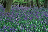 HYACINTHOIDES NON SCRIPTUS,  BLUEBELL.