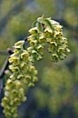 CORYLOPSIS SINENSIS VAR CALVESCENS,  MARCH