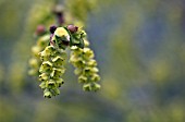 CORYLOPSIS SINENSIS VAR CALVESCENS,  MARCH