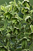 HELLEBORUS FOETIDUS,  STINKING HELLEBORE,  MARCH