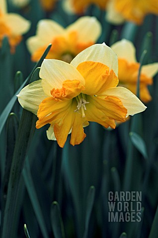 NARCISSUS_CENTANNEES__DAFFODIL__MARCH