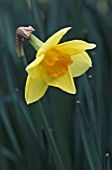 NARCISSUS CARBINEER