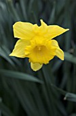 NARCISSUS KING ALFRED