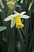 NARCISSUS EMPRESS