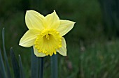 NARCISSUS BESTSELLER (DAFFODIL)