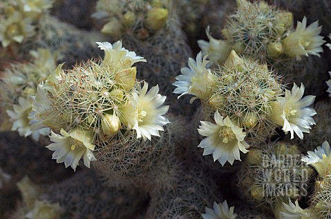 MAMMILLARIA_ELONGATA_LACE_CACTUS